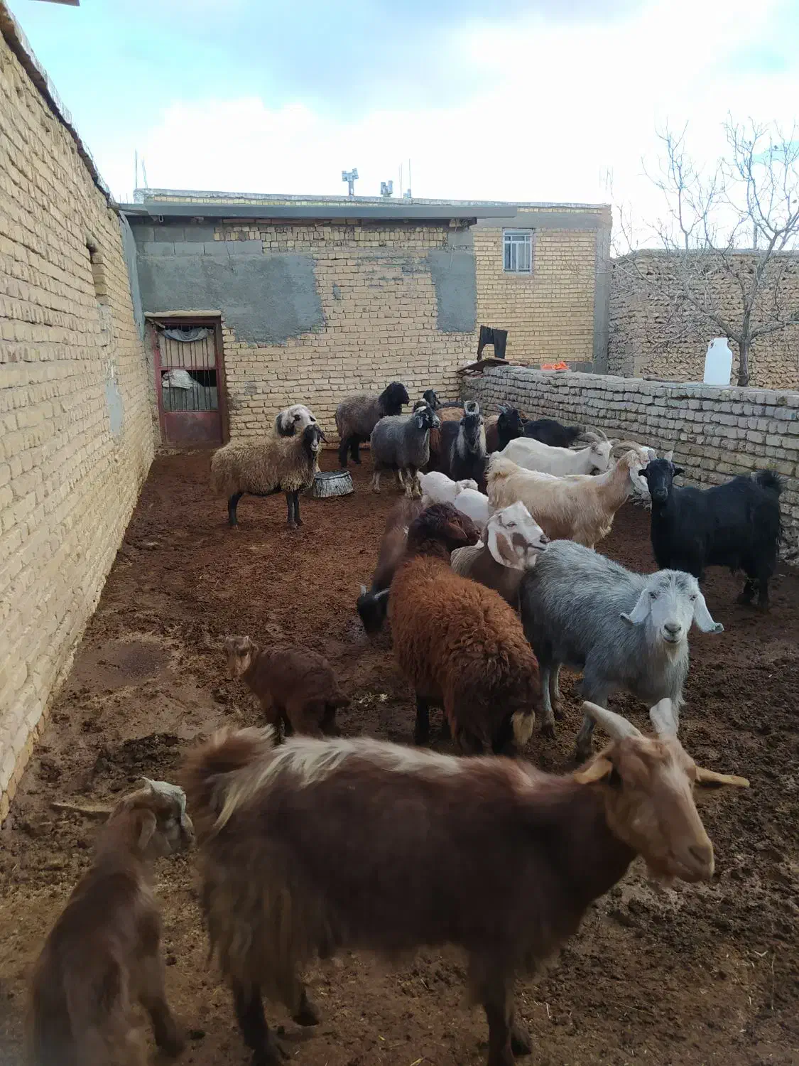 فروش بزابستن وکهره دار|حیوانات مزرعه|وردشت, |دیوار