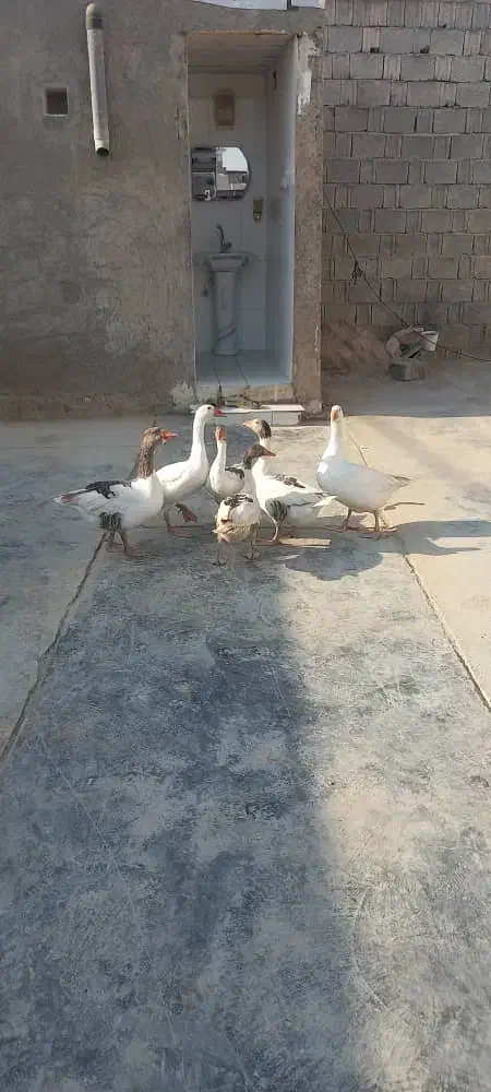 غاز نر وماده جوان|حیوانات مزرعه|چغادک, |دیوار