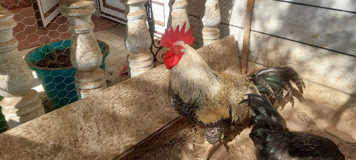 خروس محلی چاق|حیوانات مزرعه|بهشهر, |دیوار