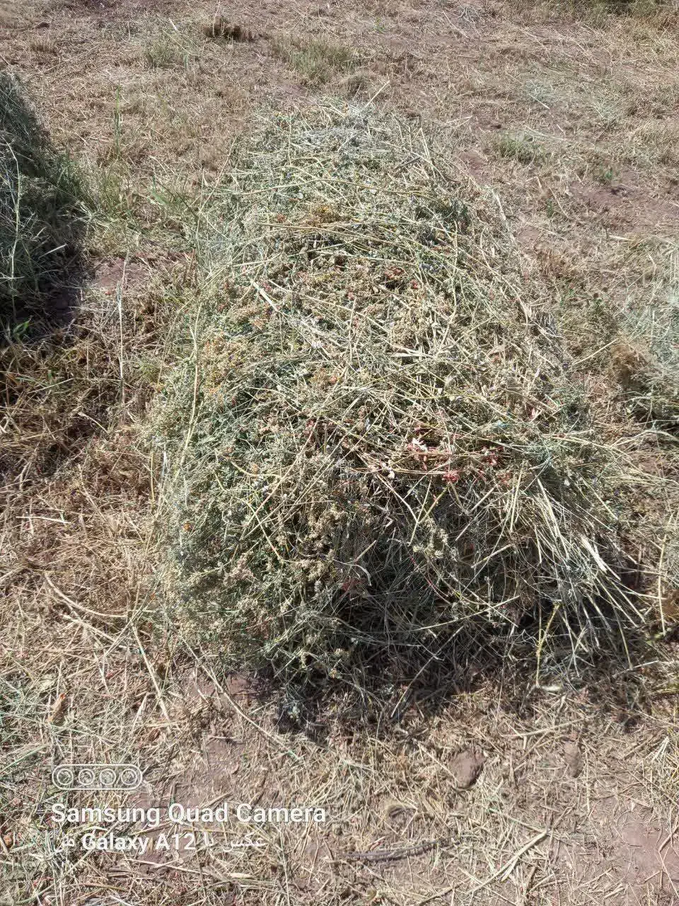 یونجه امسالی|لوازم جانبی حیوانات|تسوج, |دیوار