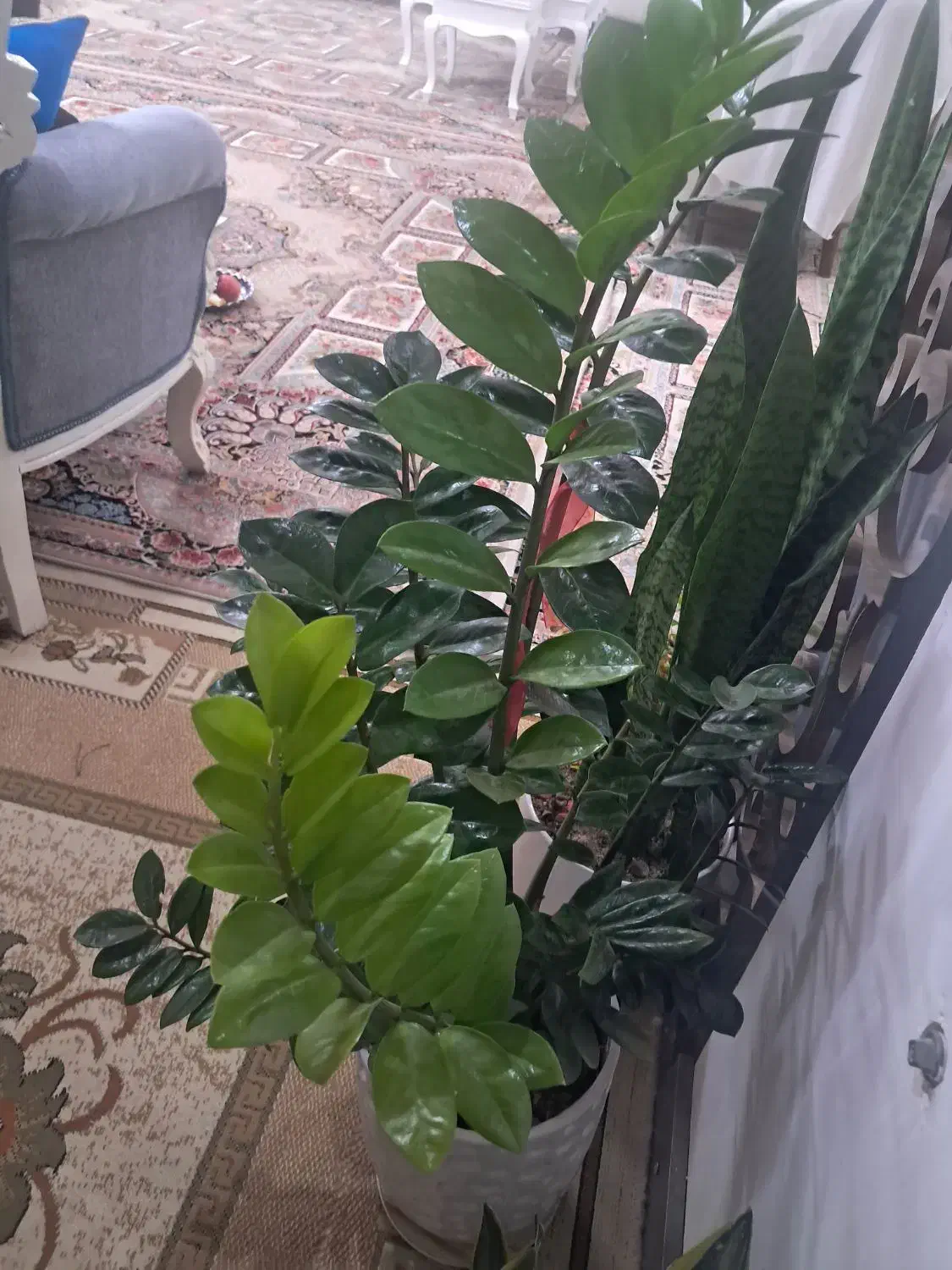 دوعددگل طبیعی به فروش میرود|گل و گیاه طبیعی|گلبهار, نوبهار|دیوار