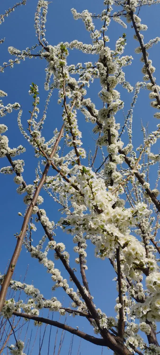 کبوترپشتارنررفته|پرنده|بکتاش, |دیوار