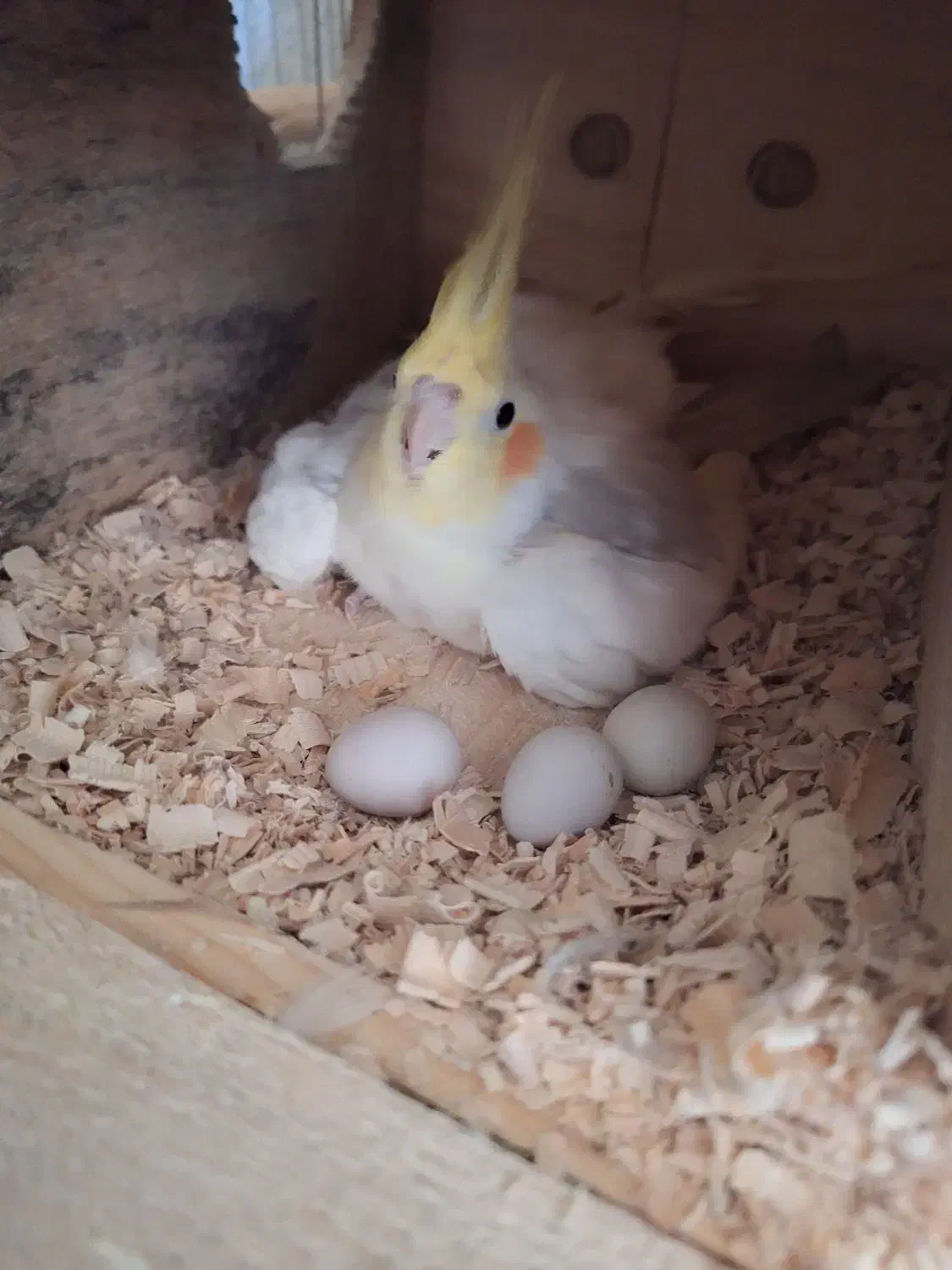 عروس هلندی|پرنده|چابهار, |دیوار