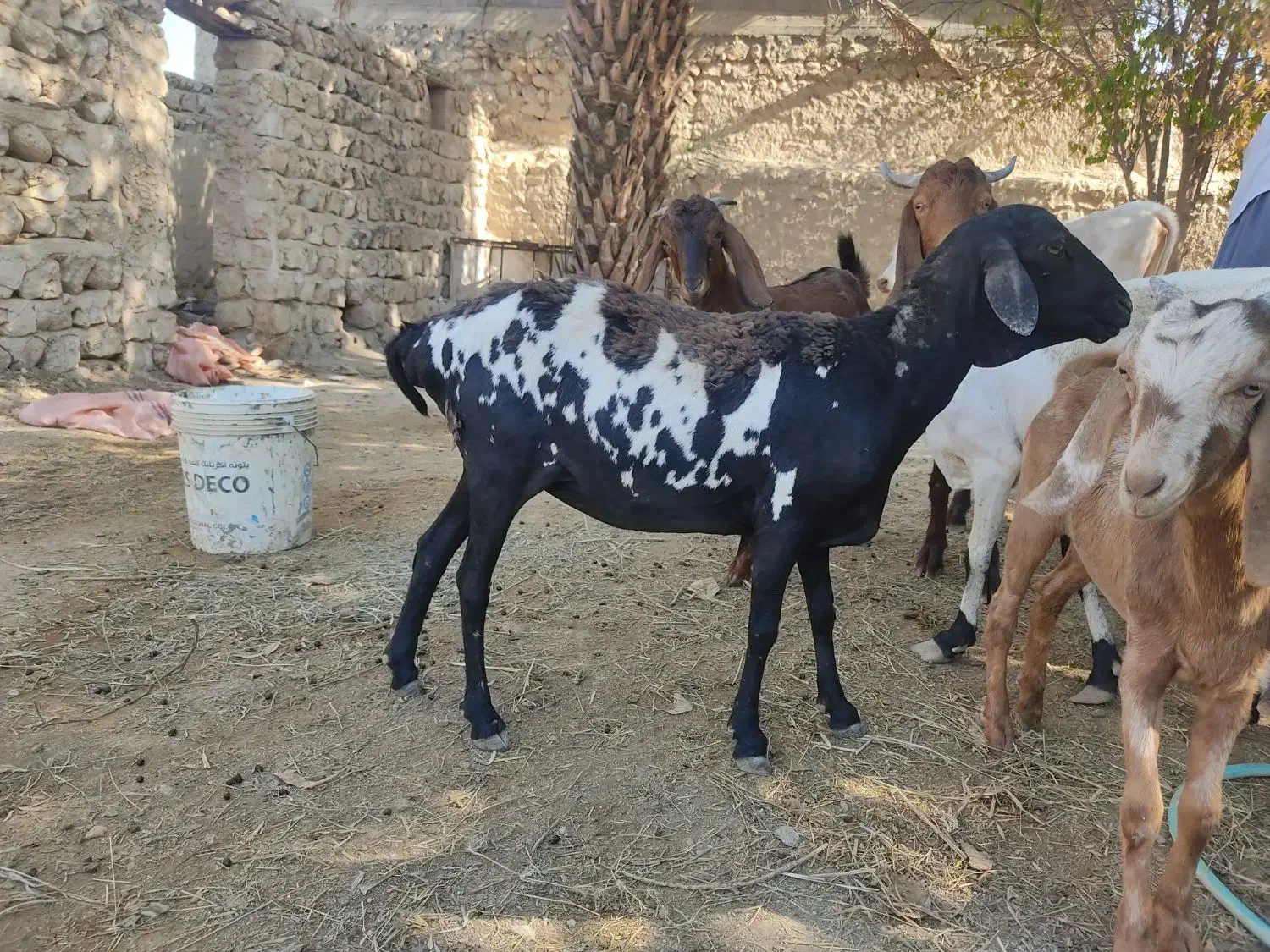 میش صومال ابستن|حیوانات مزرعه|بیرم, |دیوار