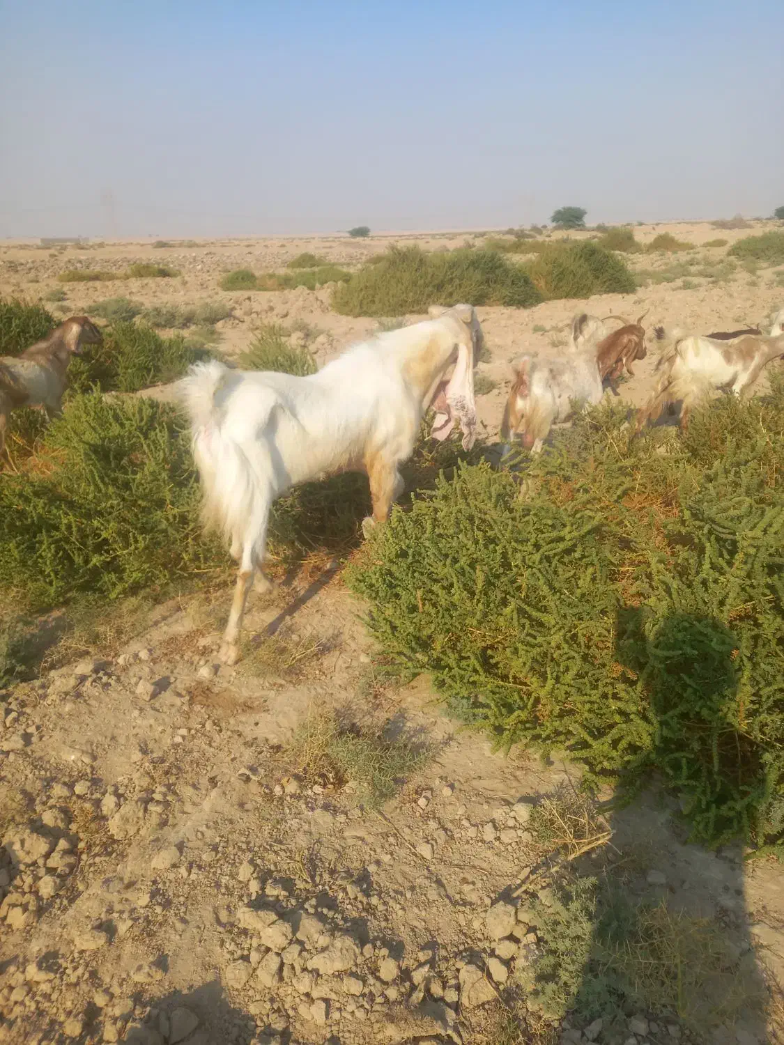 فروش پازن گلابی|حیوانات مزرعه|کاکی, |دیوار