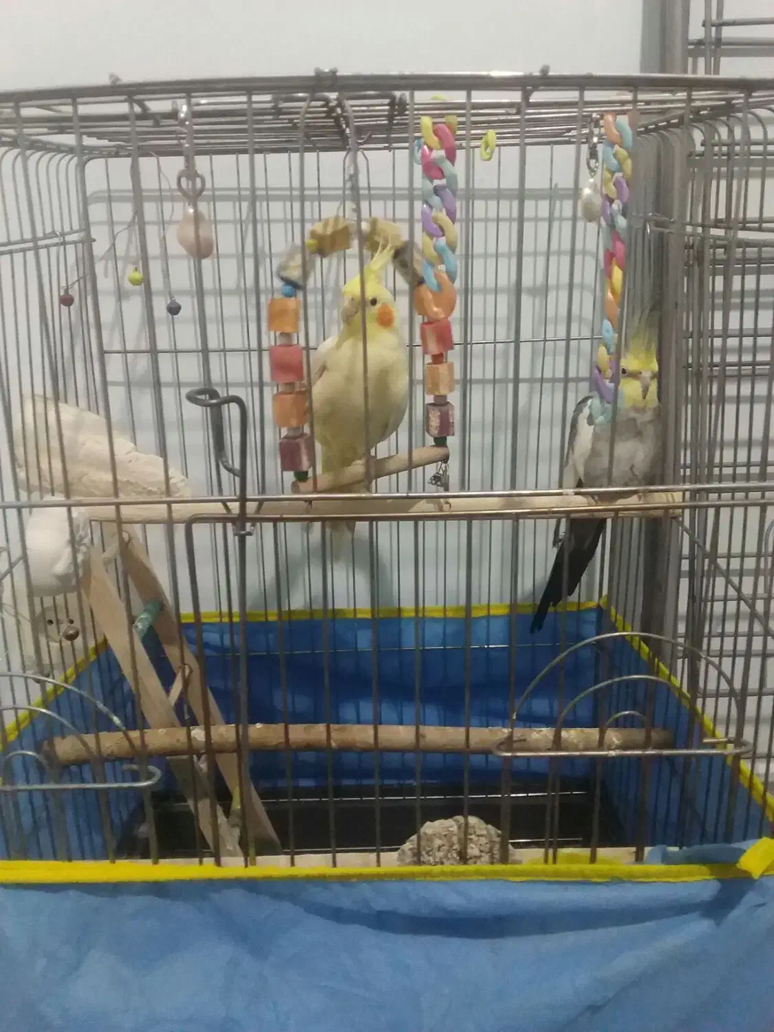 طوطی معاوضه با گوشی|پرنده|الوند, |دیوار