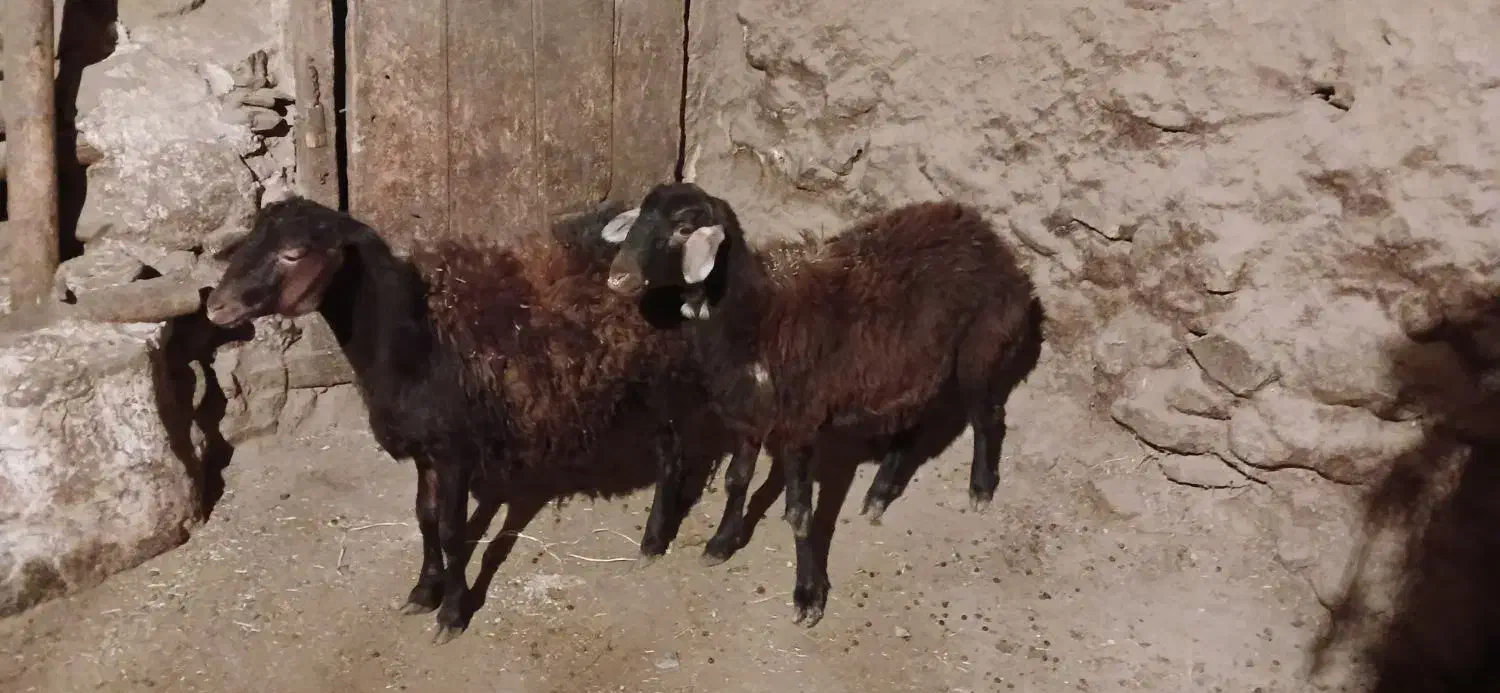 دوبره خونی خوب|حیوانات مزرعه|دیواندره, |دیوار