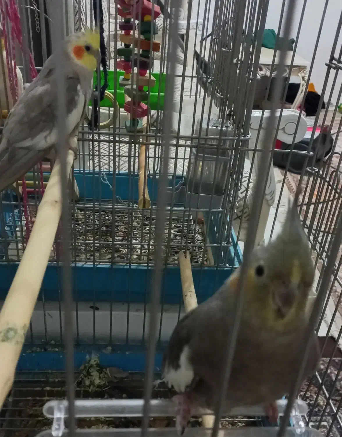 عروس هلندی نروماده دونه ای ۶۵۰|پرنده|قدس, شهر‌قدس|دیوار