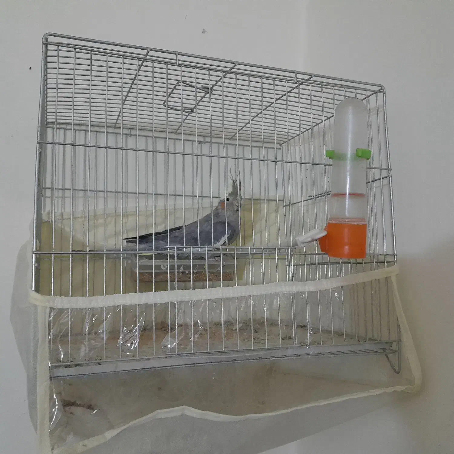 یک عدد عروس هلندی نر|پرنده|سراب, |دیوار