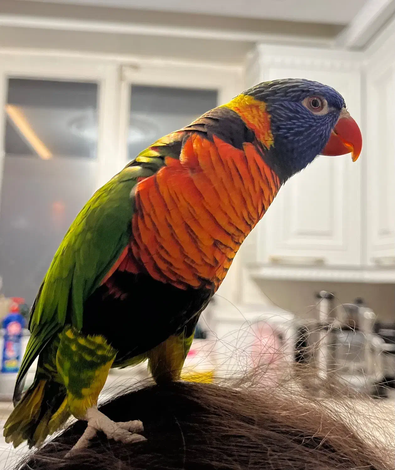 فروشگاه طوطیسانان(عروس هلندی برزیلی ملنگوشاه طوطی)|پرنده|تهران, پونک|دیوار