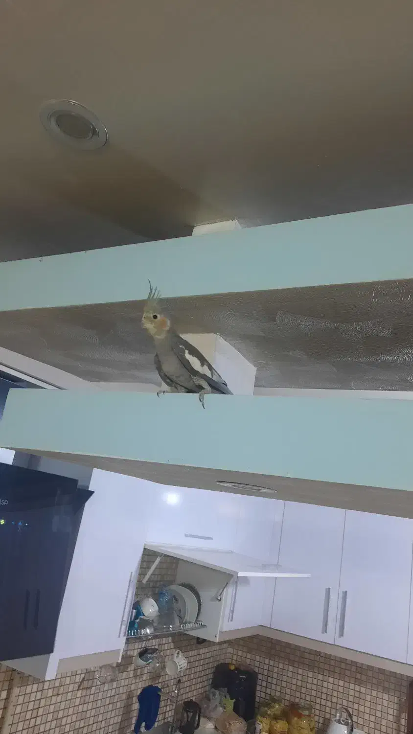 عروس هلندی|پرنده|شاهینشهر, مورچه خورت|دیوار