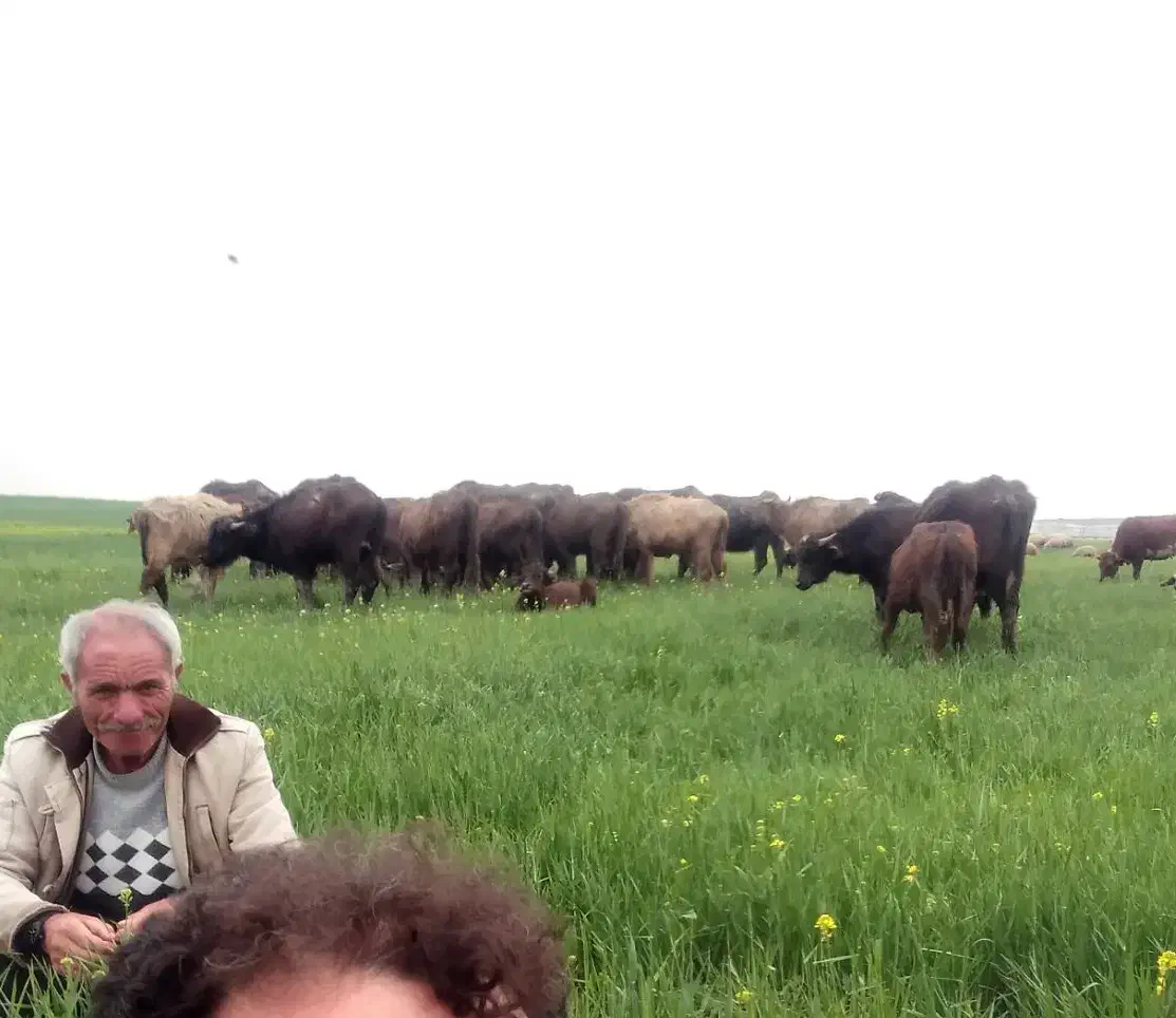 کار،در دامداری گاومیش به،صورت چرای ازاد|استخدام سرایداری و نظافت|اردبیل, |دیوار