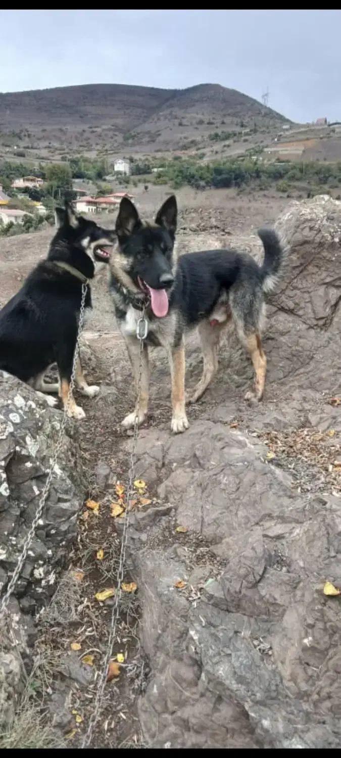 سگ ژرمن شناسنامه دار|سگ|رودبار, |دیوار