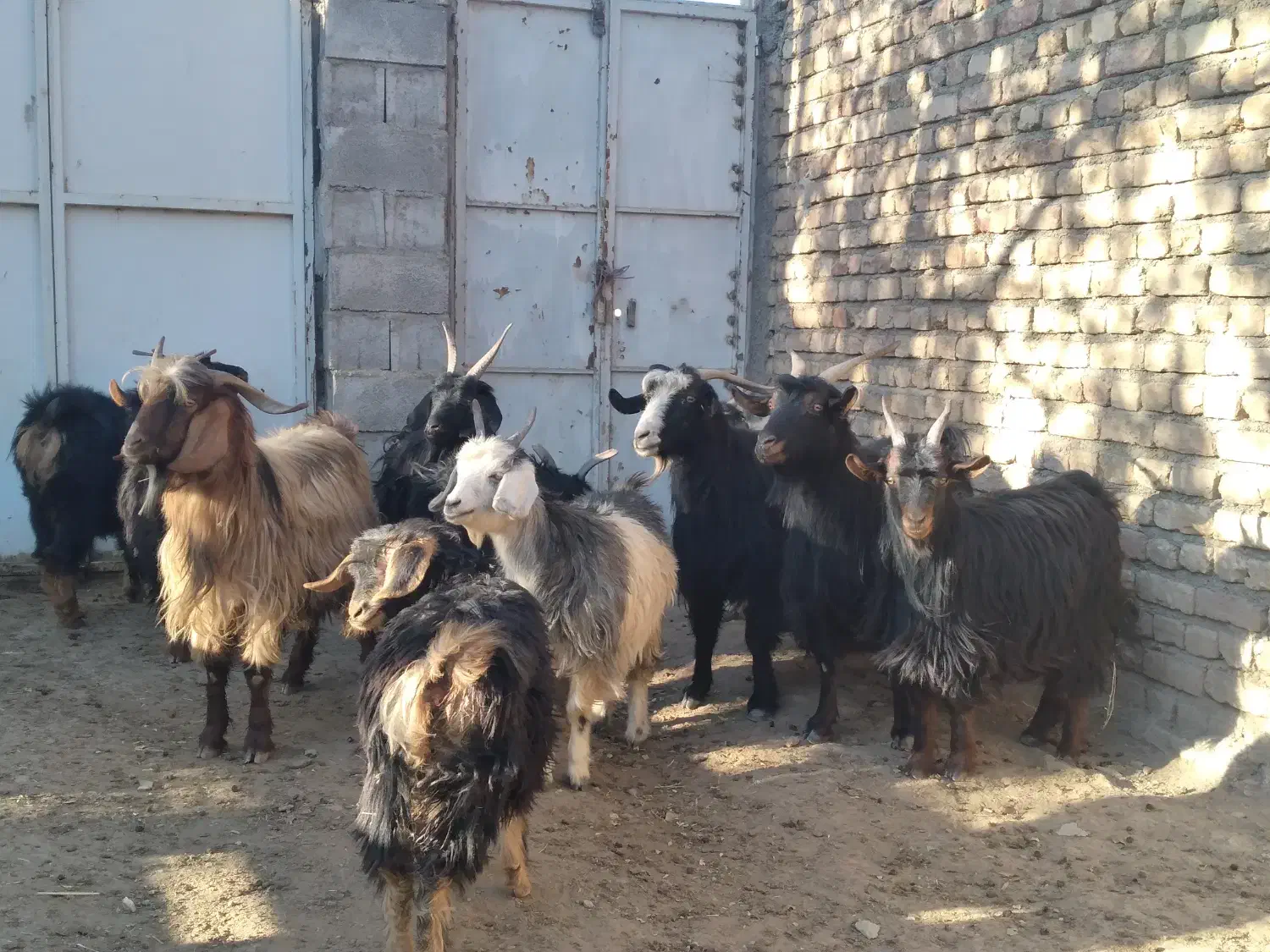 با سلام فروش تعدادی بز|حیوانات مزرعه|خوانسار, |دیوار