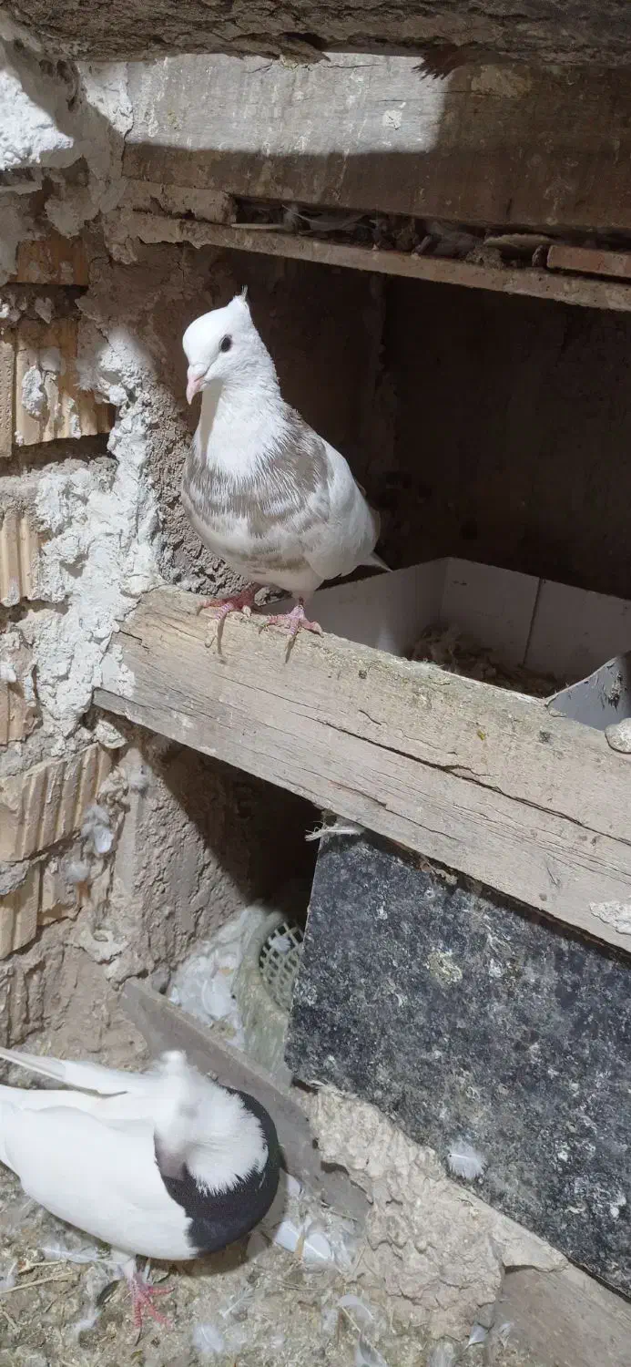 کبوتر طوق|پرنده|سیسخت, |دیوار