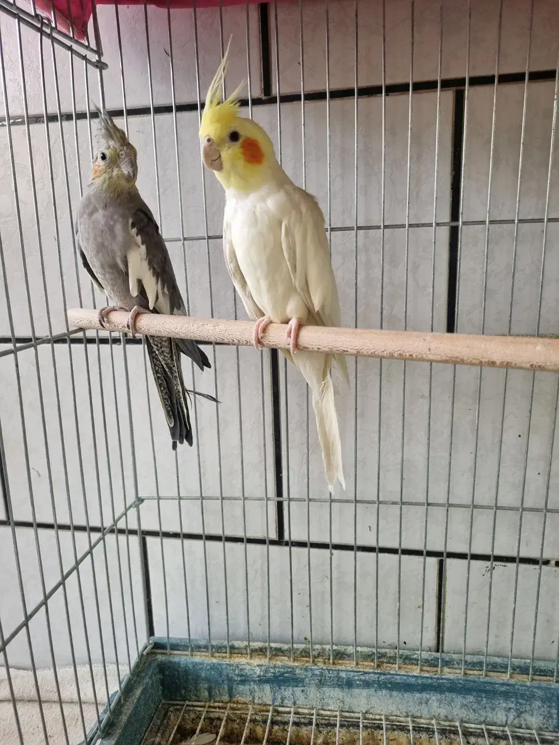 عروس هلندی|پرنده|مبارکه, |دیوار