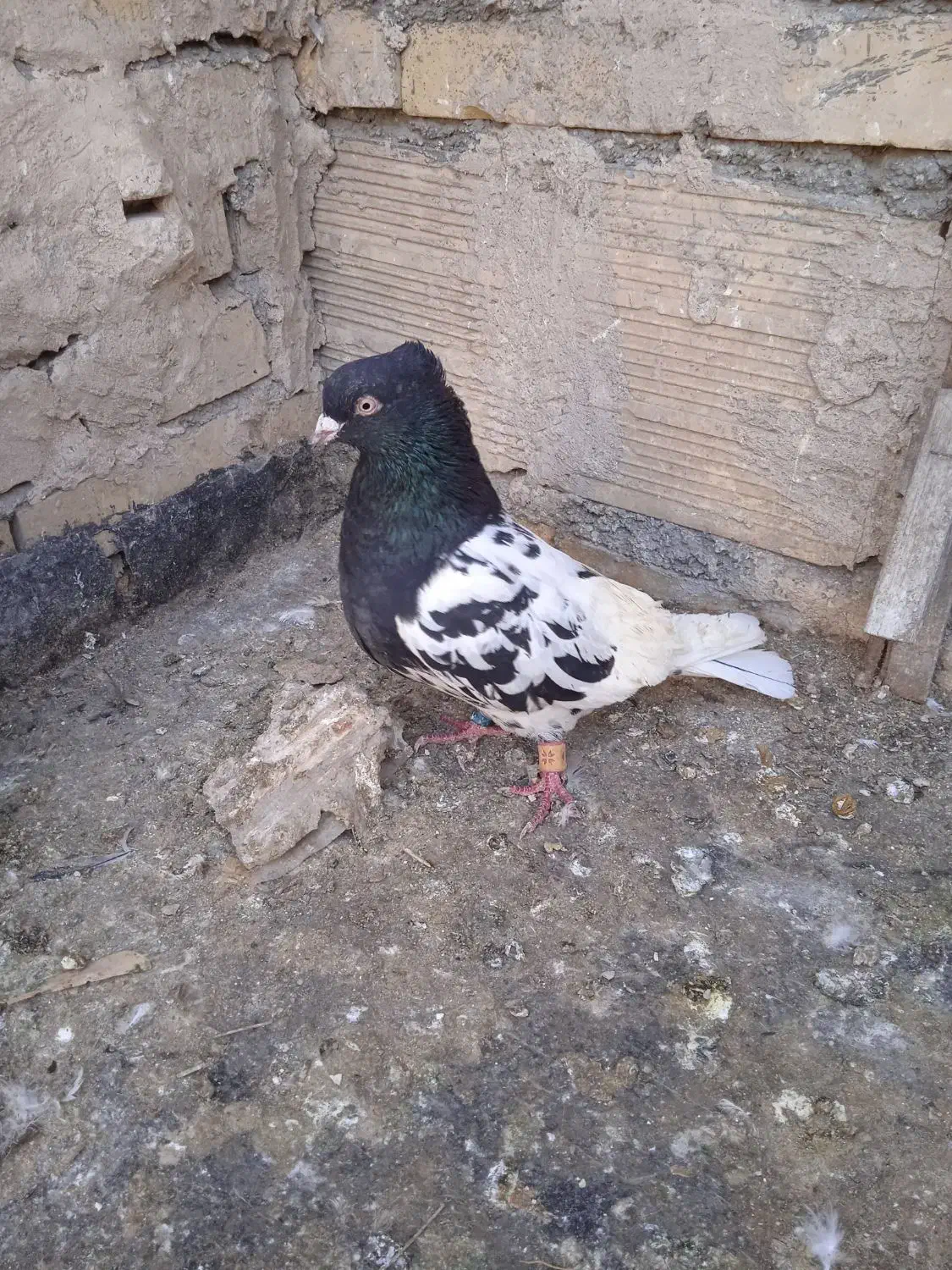 حیوان خانگی|حیوانات|مشهد, رباط طرق|دیوار