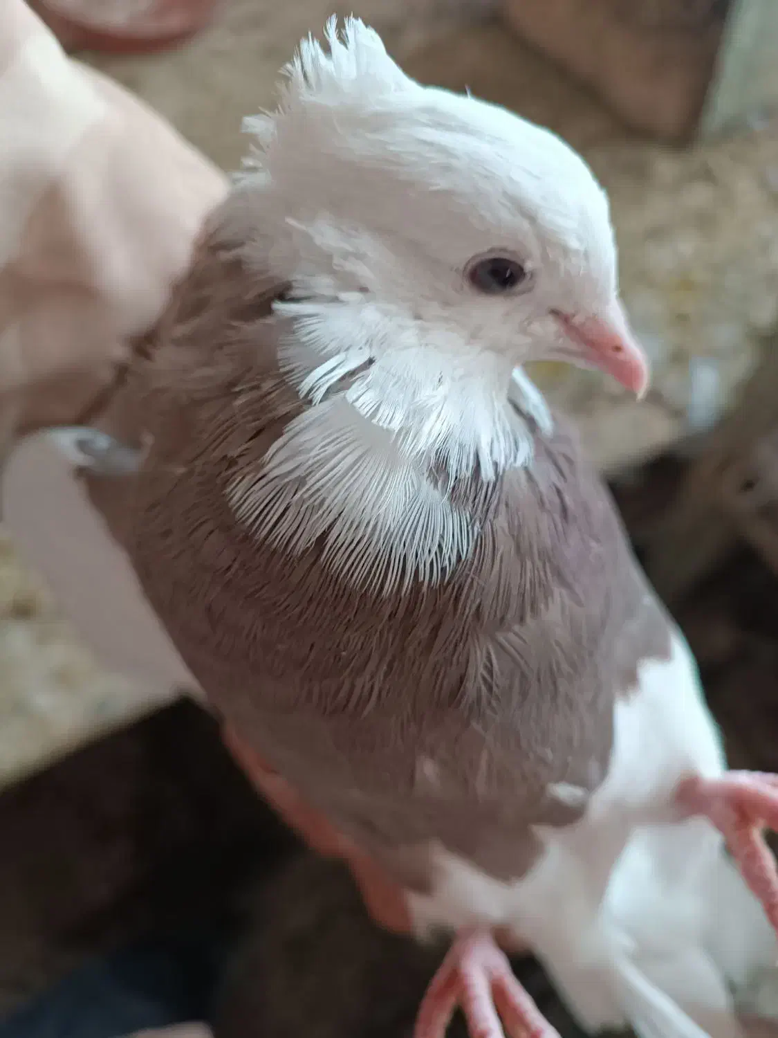 طوقی سرکه ای|پرنده|فلاورجان, |دیوار