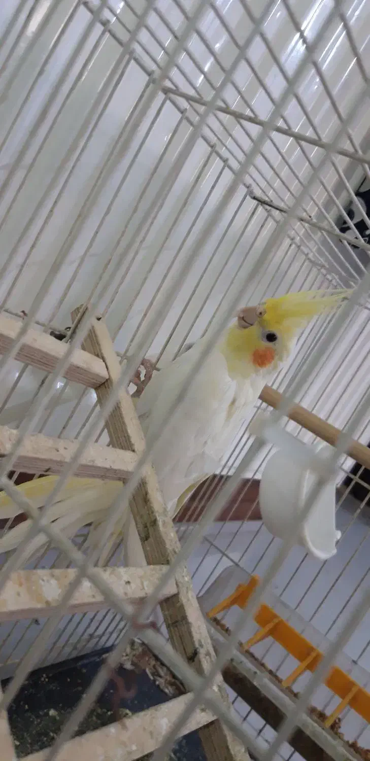 عروس هلندی نر|پرنده|مشهد, هفده شهریور|دیوار