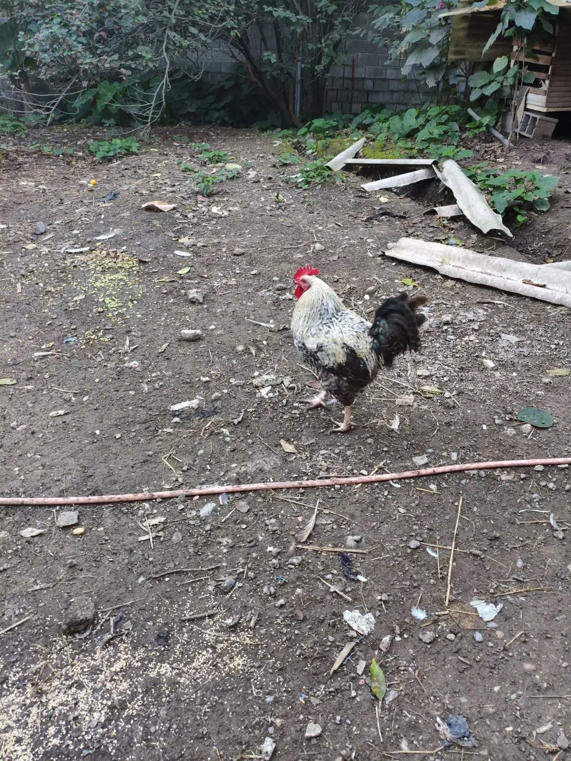 خروس های مولد پرکامل سیامرندی.گلپایگانی.گلین.برهما|حیوانات مزرعه|خرمآباد (تنکابن), |دیوار