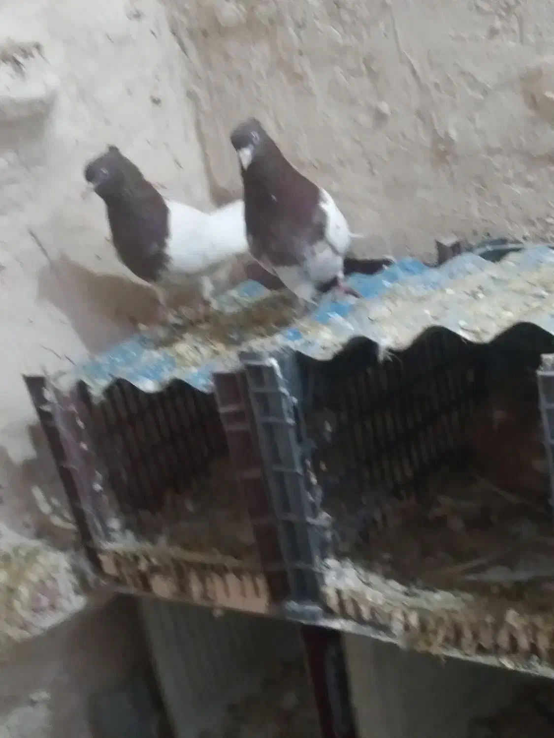 کبوتر|پرنده|عجب شیر, |دیوار