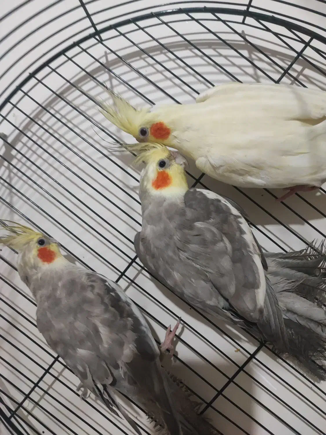 عروس هلندی 800|پرنده|دورود, |دیوار