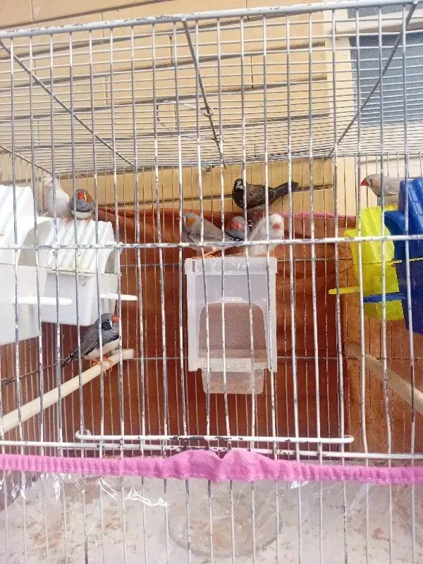 فنچ نرماده|پرنده|مشهد, چهارچشمه|دیوار