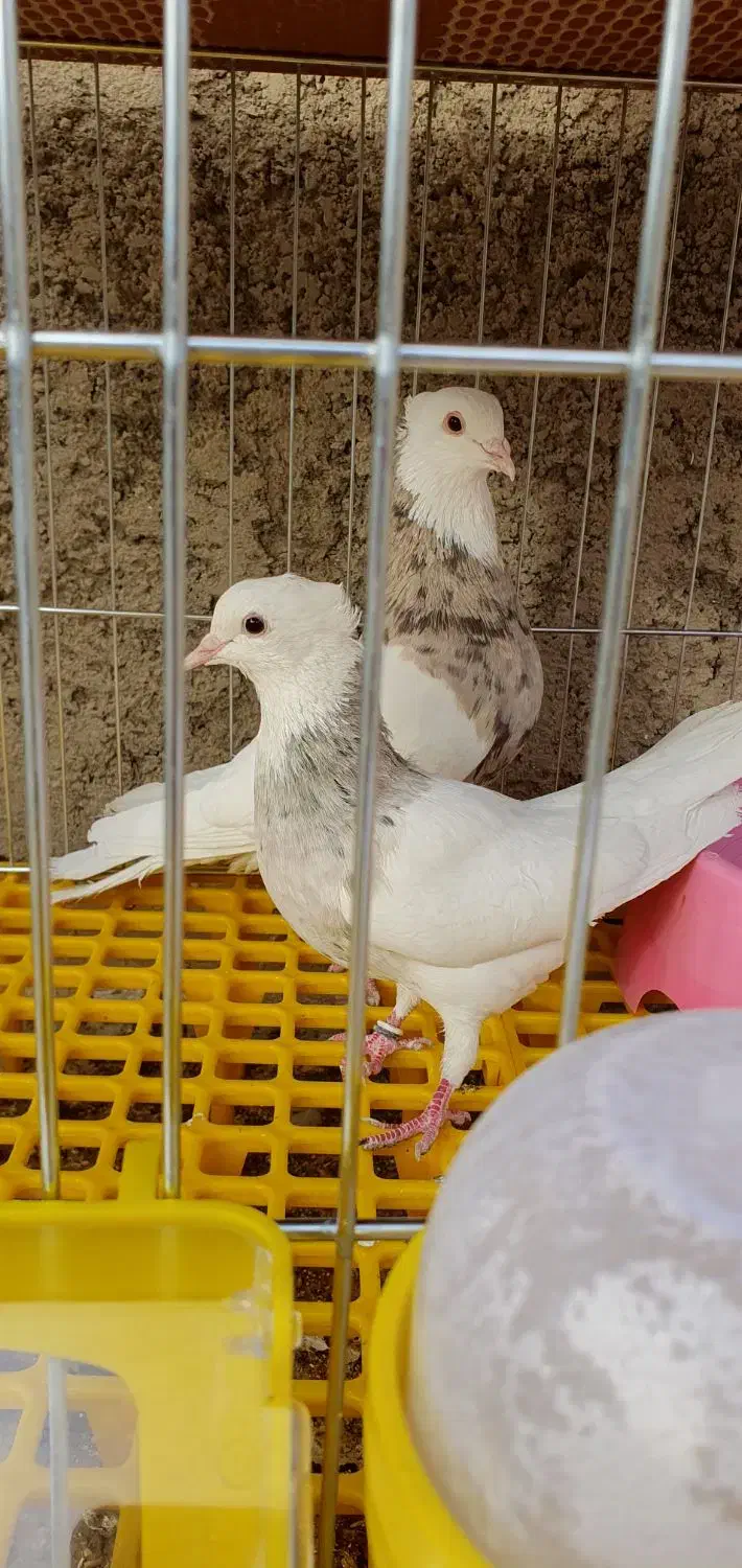 طوقی روزگاری|پرنده|نجفآباد, امیرآباد|دیوار