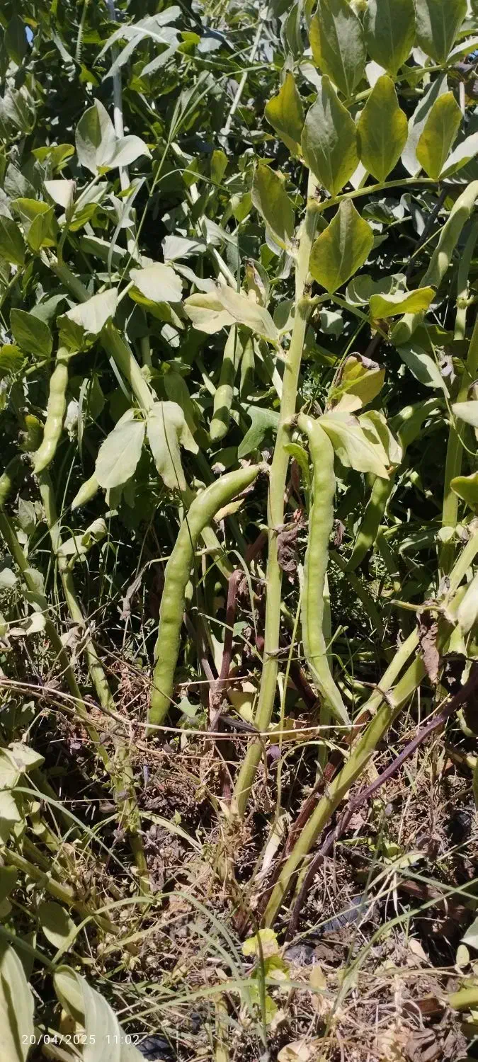 باقله خشک بذرهیستال پرثمر زودپز(عکسا همه دیده بشه)|خوردنی و آشامیدنی|دهدشت, |دیوار