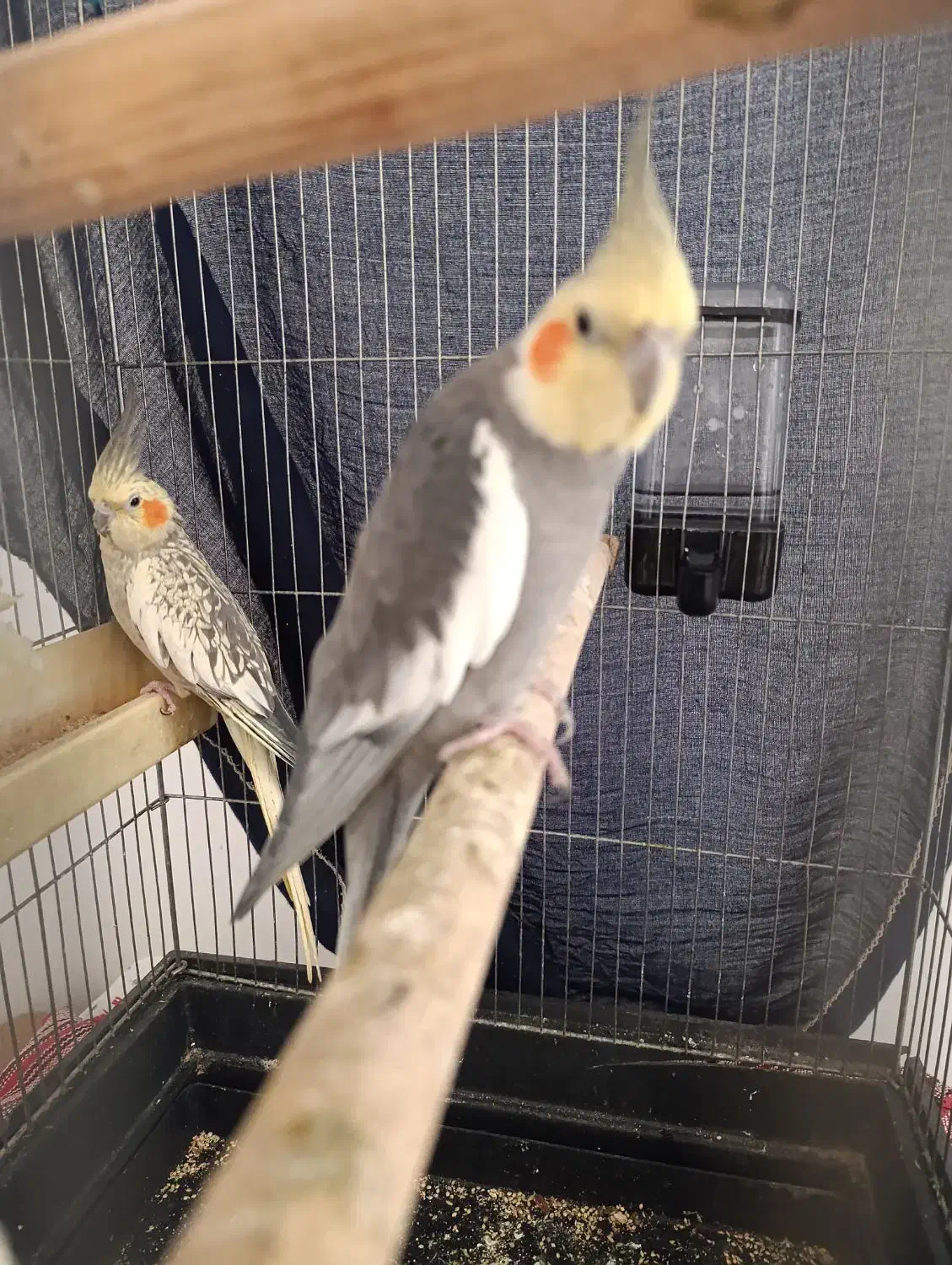 عروس هلندی مولد با وسایل|پرنده|پاکدشت, پاکدشت (مامازند)|دیوار