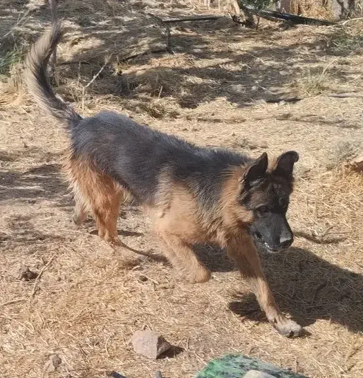 ژرمن نر فروشی جرمن|سگ|شیراز, تندگویان|دیوار
