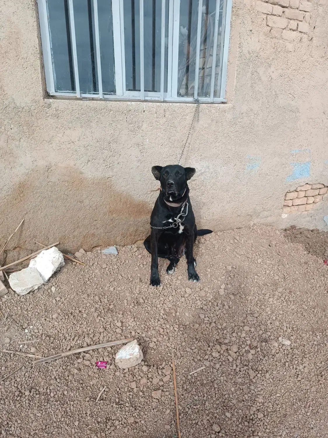 سگ سراب|سگ|تاکستان, |دیوار