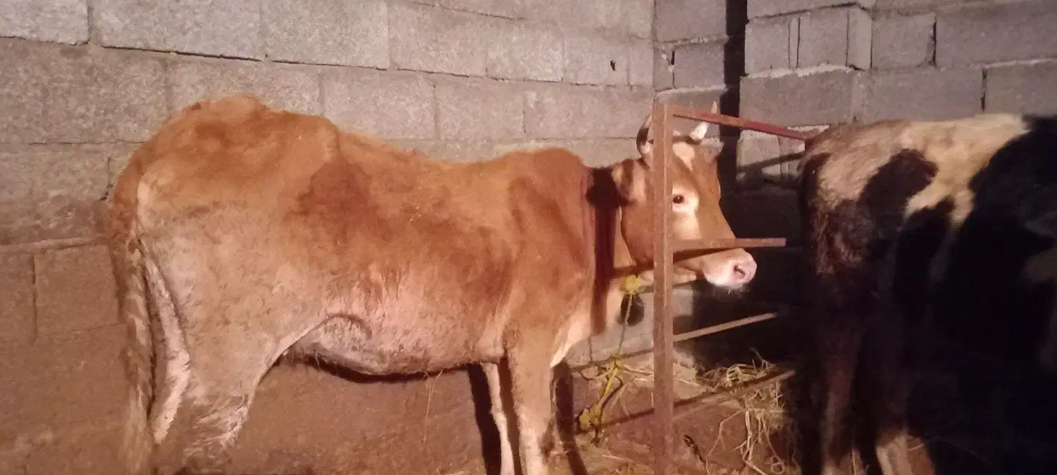 فروش لیشه آس|حیوانات مزرعه|واجارگاه, |دیوار