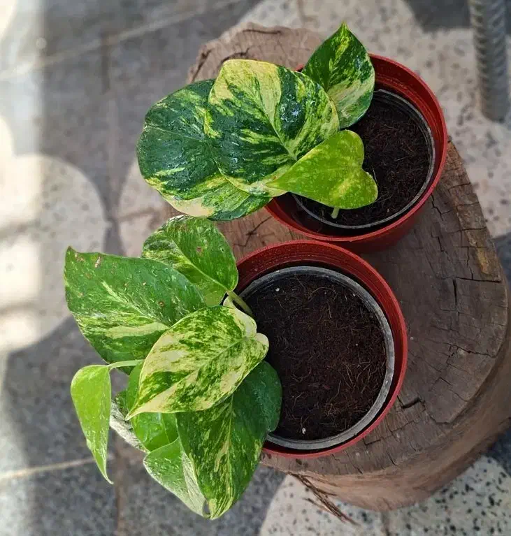 گیاه فیکوس لیراتا ، سانچزیا ،شفلرا ،بنجامین|گل و گیاه طبیعی|شیراز, شیخ روزبهان|دیوار