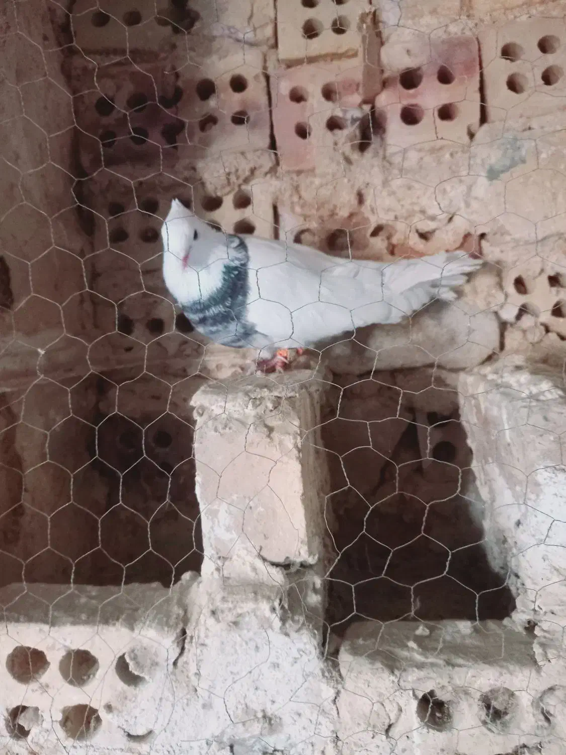 طوقی|پرنده|آشخانه, |دیوار