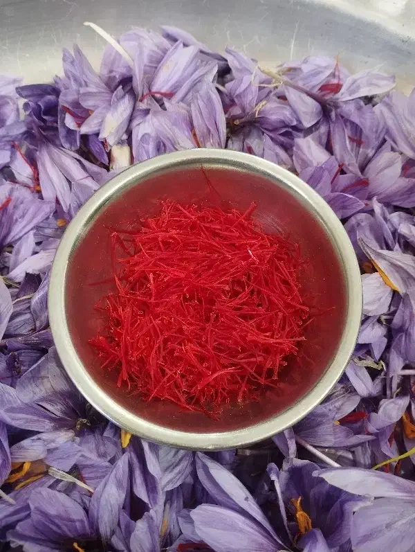 زعفرون اعلاء|خوردنی و آشامیدنی|دلیجان, |دیوار