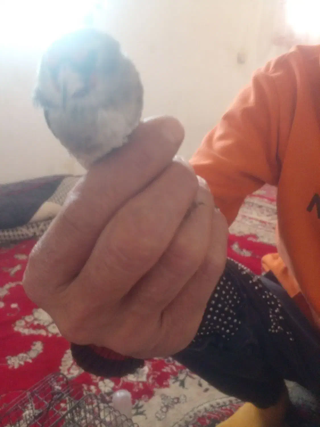 فروش سهره و مرغ شاخدار|پرنده|آبگرم, |دیوار