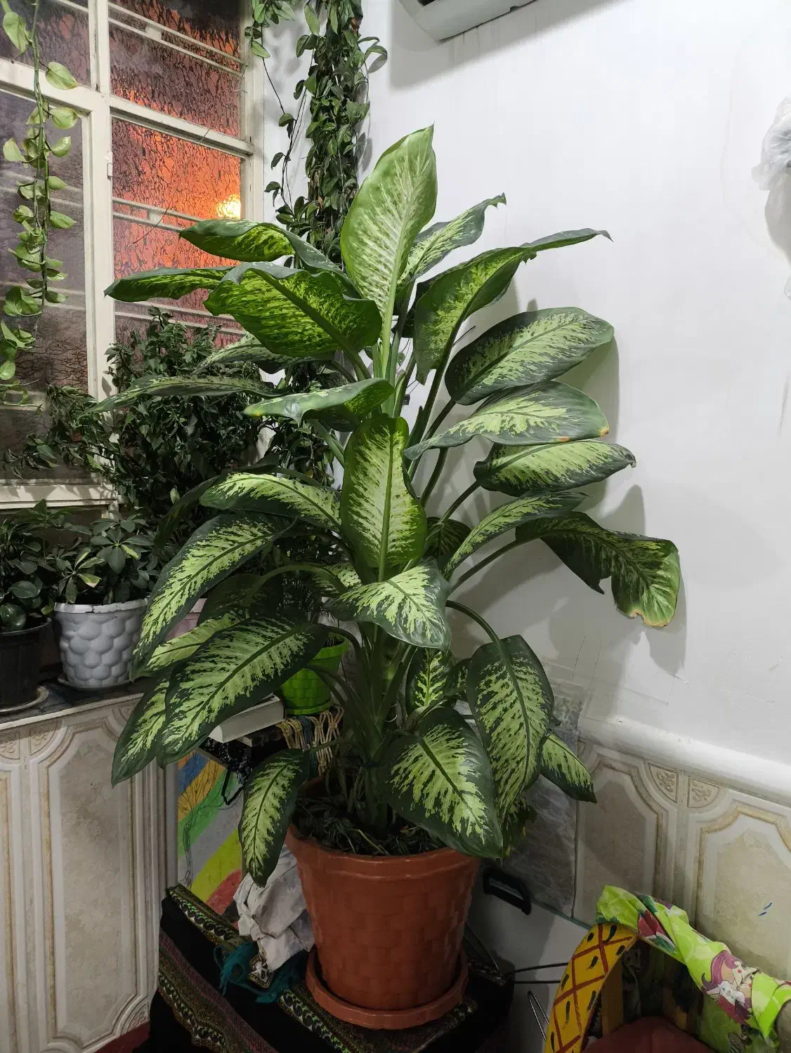 گل دیفن بزرگ|گل و گیاه طبیعی|دهدشت, |دیوار