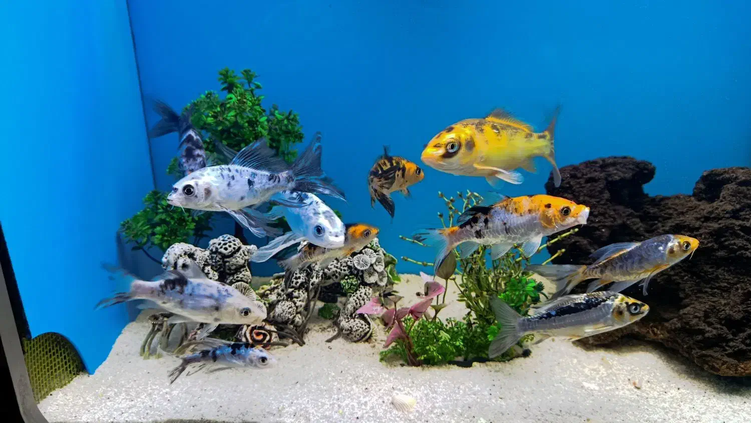 فروش آکواریوم|ماهی|زاهدان, |دیوار