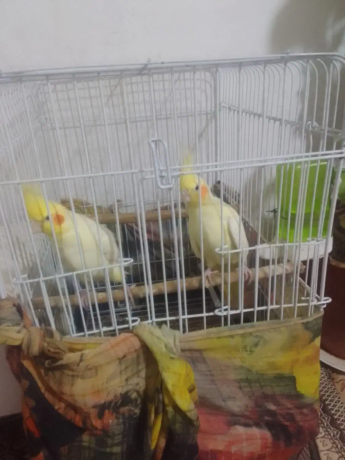 عروس هلندی|پرنده|زبرخان, |دیوار