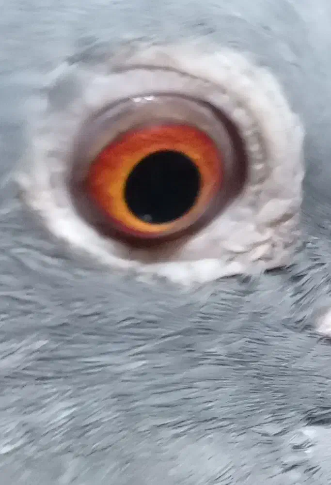 سنگ مهر خ.ر|جواهرات|گنبد کاووس, |دیوار