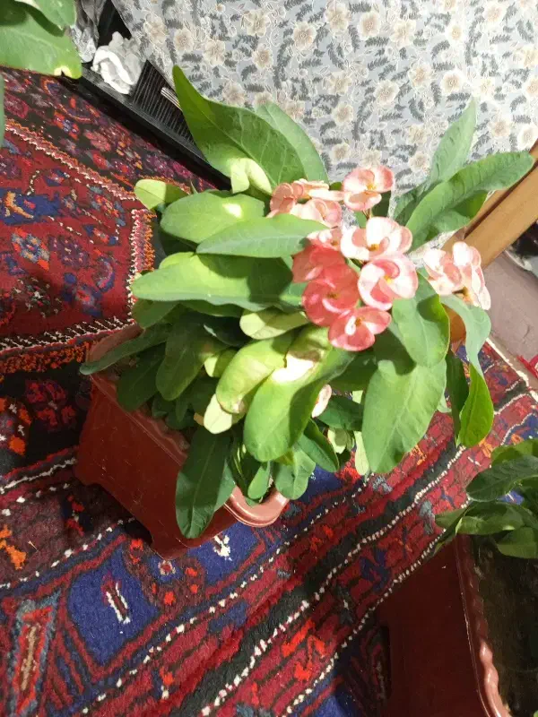 گل مرجان|گل و گیاه طبیعی|مراغه, |دیوار