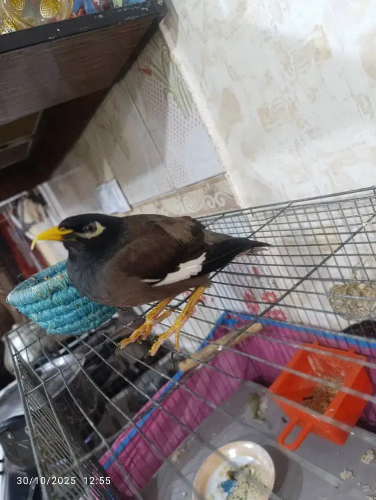 مرغ مینا دستی|پرنده|کارون, |دیوار