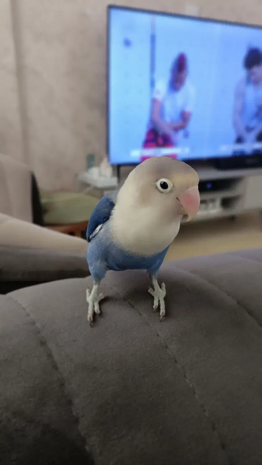 طوطی برزیلی|پرنده|محمدشهر, محمدشهر|دیوار