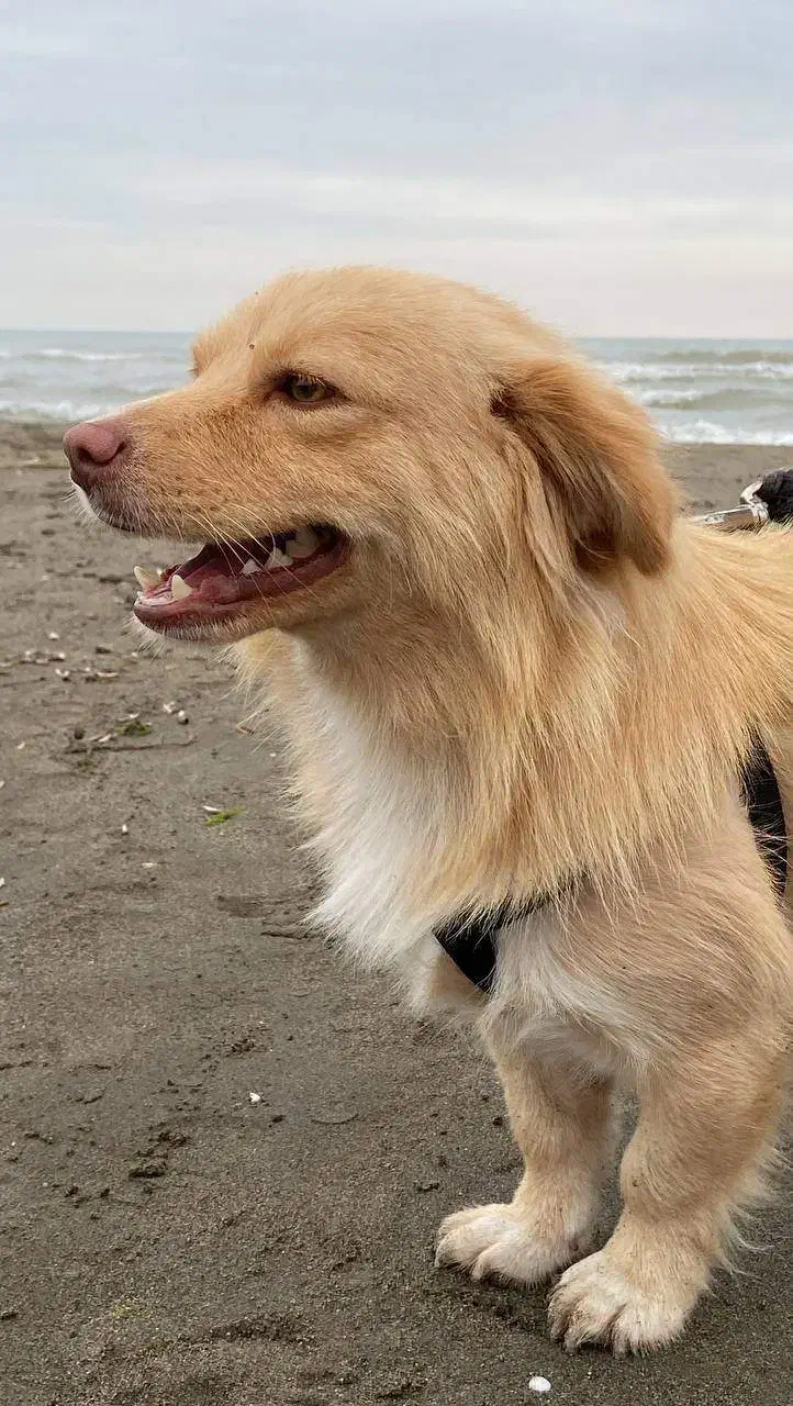 سگ گمشده|حیوانات|سلمان‌شهر, |دیوار