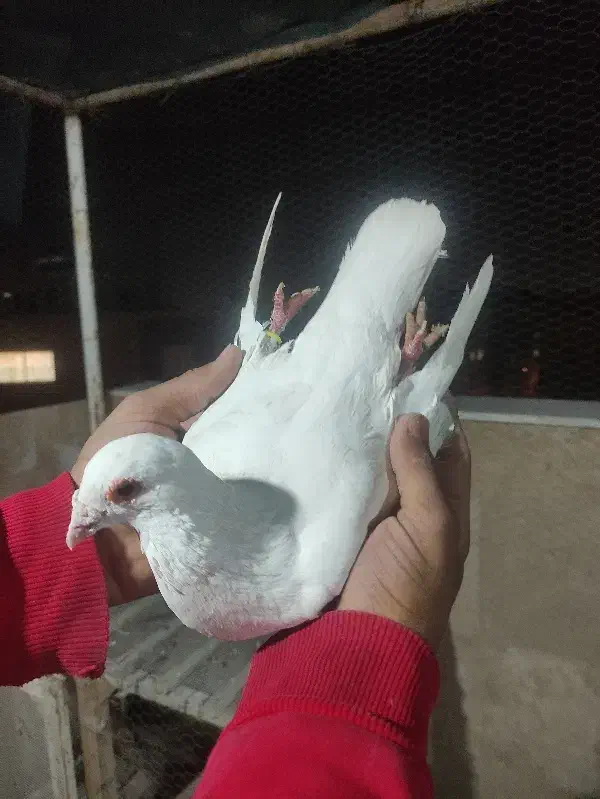 کفتره پلاکی|پرنده|اصفهان, شهرک کوثر|دیوار