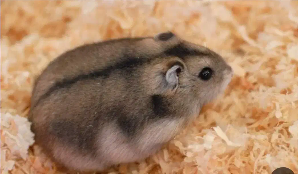 همستر|موش و خرگوش|قم, چهل اختران|دیوار