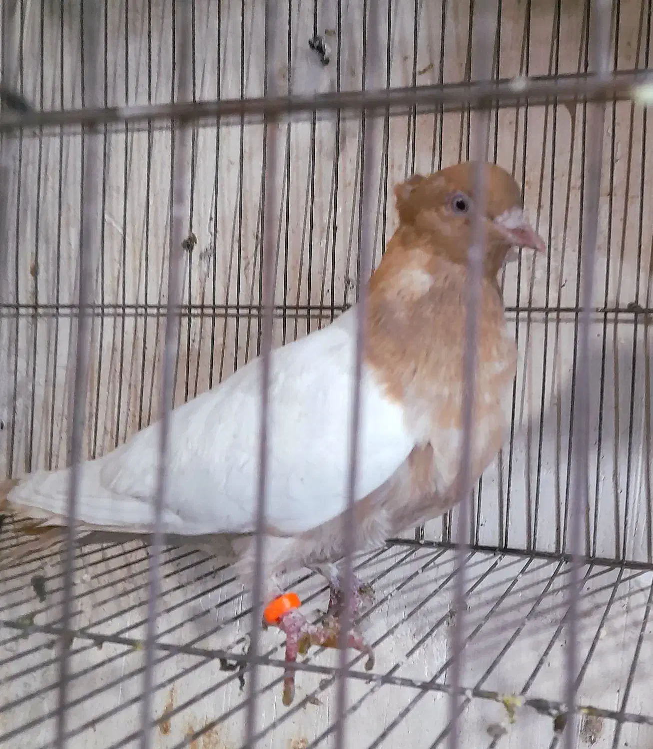 کبوتر رنگی|پرنده|قم, ولیعصر|دیوار