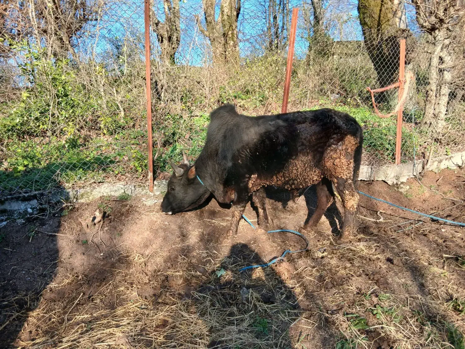 ورزا محلی|حیوانات مزرعه|رشت, حومه رشت|دیوار