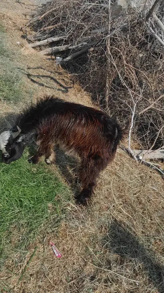 نری سالم کمتر از یک سال هستن چاق و سرحال|حیوانات مزرعه|آسمینون, |دیوار